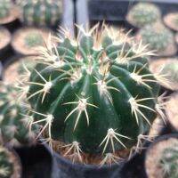 ?เมโล? Melocactus  ขนาด 2-5 ซม. ต้นแคคตัส ต้นกระบองเพชร (กรุณาอ่านรายละเอียดก่อนทำการสั่งซื้อครับ)