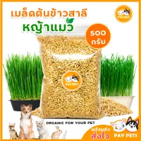 เมล็ดข้าวสาลี (500g) เมล็ดหญ้าแมว สำหรับปลูกต้นอ่อนข้าวสาลี หญ้าหมา หญ้าแมว หญ้ากระต่าย หญ้ากระรอก (คนทานได้)