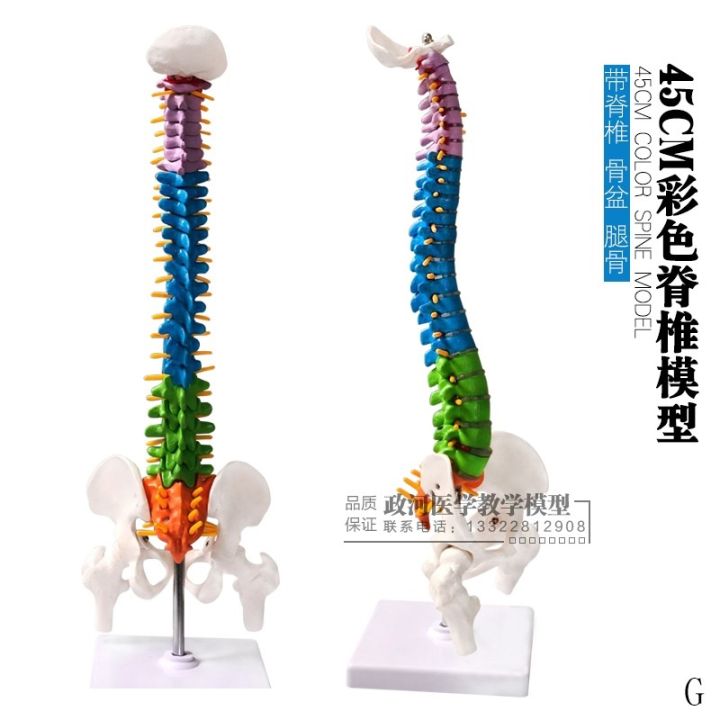 1-1-human-spine-model-the-human-body-vertebra-spine-model-with-45-cm-pelvic-femoral-human-body-skeleton-model