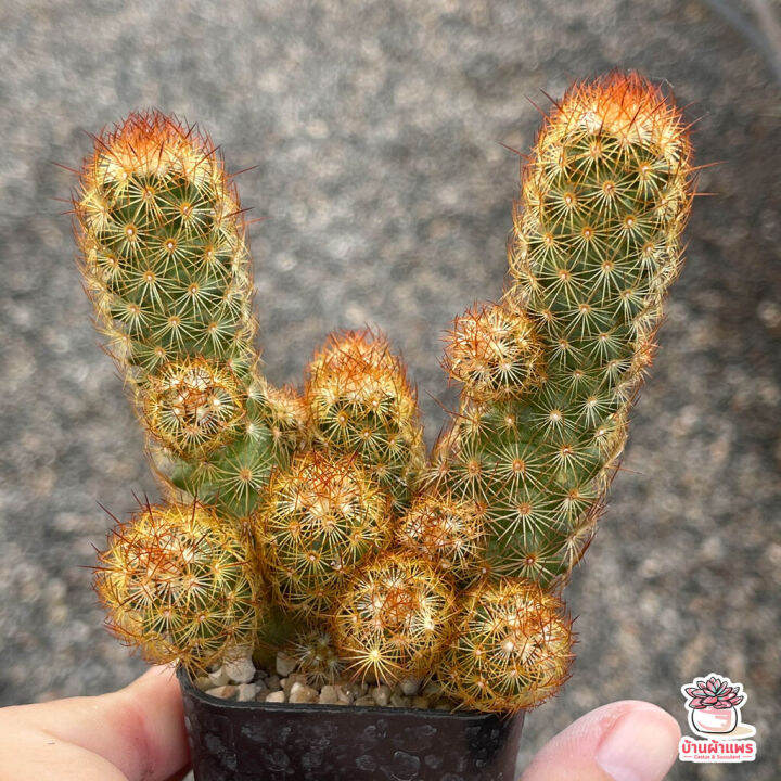 hot-นิ้วนาค-ไซส์เล็ก-mammillaria-elongata-แคคตัส-เพชร-cactus-amp-succulent-ส่งด่วน-พรรณ-ไม้-น้ำ-พรรณ-ไม้-ทุก-ชนิด-พรรณ-ไม้-น้ำ-สวยงาม-พรรณ-ไม้-มงคล