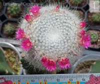 Mammillaria hahniana Superbar แมมแม่เฒ่า ซุปเปอร์บาร์ ไม้กราฟ