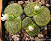 Lithops lesliei (10 seeds)