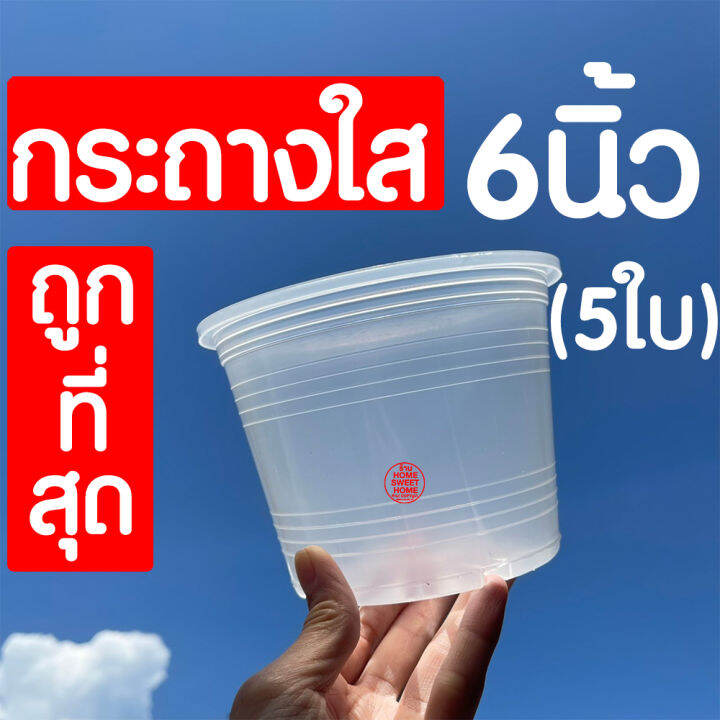 กระถางใส-กระถางพลาสติกใส-6นิ้ว-5ใบ-กระถางต้นไม้ใส-กระถางต้นไม้-กระถางพลาสติก-กระถางสีใส-กระถางส่องราก-กระถางต้นไม้สีใส