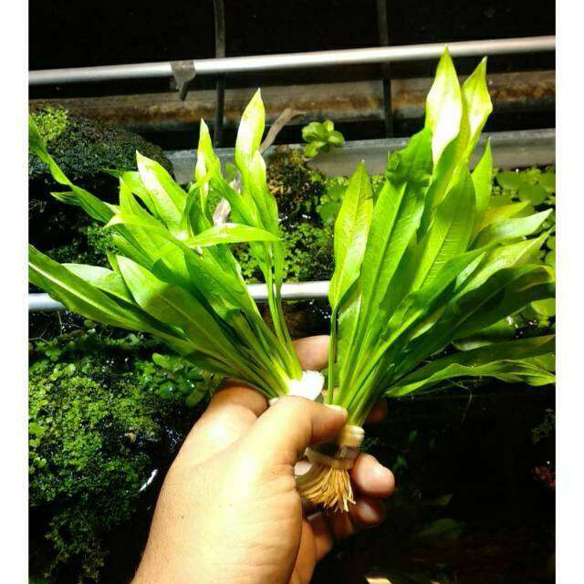 tanaman aquascape amazon