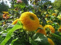 เมล็ดพันธุ์ Home Seed เทดดี้แบร์ อินพรูฟ (TeddyBear Sunflower improve) ทานตะวันดอกซ้อน 60-65 เมล็ด