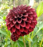 1 หัว/ออเดอร์ รักเร่ Dahlia สายพันธุ์ BLACK SATIN หัวรักเร่ ดอกไม้ หัวหน่อ เหง้า นำเข้า เนเธอร์แลน หัวสดใหม่