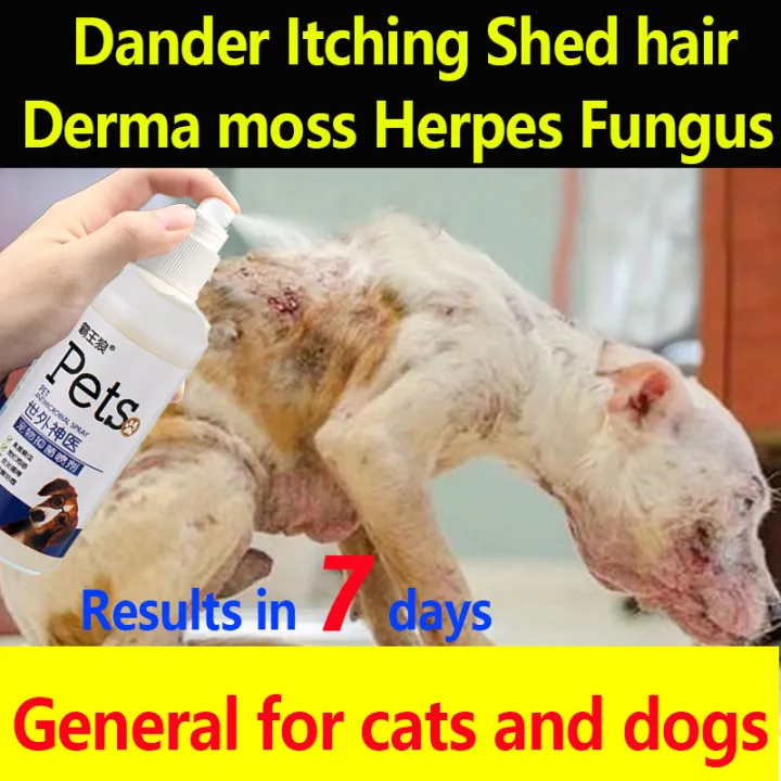 how can i treat my dogs dandruff at home