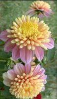 1 หัว /ชุุด เหง้า ต้นรักเร่ Dahlia Bulb สายพันธุ์ Honey สีชมพู หัวรักเร่ ดอกไม้ ดอกรักเร่ รักแรกพบ เฟิร์สเลิฟ ดอกไม้นำเข้า พร้อมให้ดอก