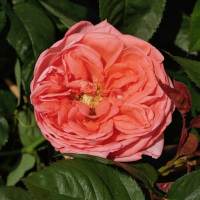 20 เมล็ด กุหลาบ นำเข้า Renaissance Rose Seeds สายพันธุ์ Lorraine ดอกไม้สีส้มโอรส