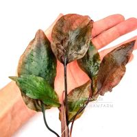 คริปบลาซซี่ (บอนแดงน้ำ) - Cryptocoryne Blassi ต้นไม้น้ำ เลี้ยงง่าย ไม่ต้องการ co2