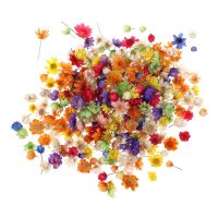 【cw】 200pc Real Dried Flowers Epoxy Resin Candle Making Dry Press