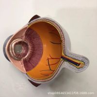 Supply only eye model organ model teaching model of medical teaching model medical promotional gifts