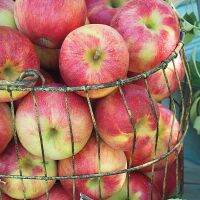 20 เมล็ด เมล็ดแอปเปิ้ล สายพันธุ์ คริปส์พิ้งค์ (Cripps Pink) กรอบและหวานอมเปรี้ยว  อัตราการงอก 70-80% Apple seeds