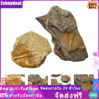 Eshopdeal【Ready Stock】 2 ชิ้น Trilobite ฟอสซิลซากดึกดำบรรพ์ฟอสซิลสนุกวิทยาศาสตร์เครื่องประดับอุปกรณ์ประกอบการสอน