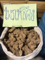 ไพลเหลือง ว่านไพล หัวไพลสด Phlai,Cassumunar ginger ขนาด 1 กิโลกรัม