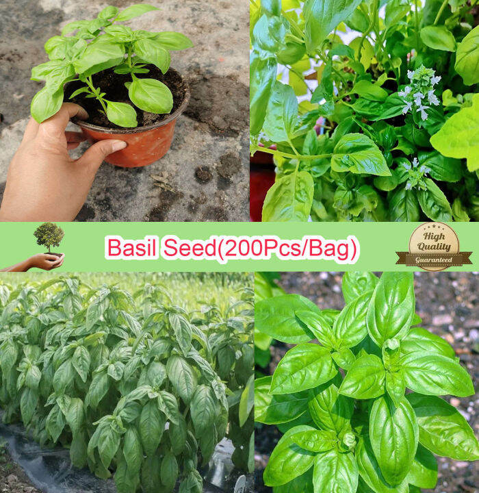 [Fast Shipping] Sweet Basil Seeds for Planting (200 Seeds/pack) Basil