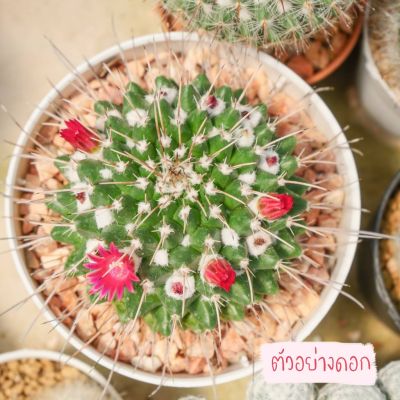 พร้อมส่ง โปรโมชั่น Mammillaria Compressa แมมคอมเพรสซ่า แคคตัส เพชร ส่งทั่วประเทศ พรรณ ไม้ น้ำ พรรณ ไม้ ทุก ชนิด พรรณ ไม้ น้ำ สวยงาม พรรณ ไม้ มงคล