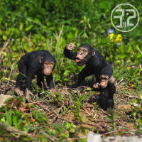 （READYSTOCK ）? Chimp Male Orangutan Female Orangutan Little Orangutan Collecta I You He Simulation Wild Animal Model YY