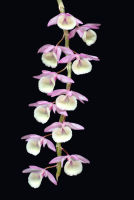 กล้วยไม้เอื้องสายน้ำผึ้งไทย Dendrobium primulinum ดอกสวย ดอกหอม 1 ต้น