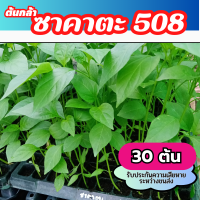 ต้นกล้า พริก ขี้หนูลูกผสม ซาคาตะ508 F1  30ต้น