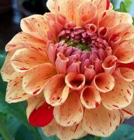 1 หัว /ชุุด เหง้า ต้นรักเร่ Dahlia Bulb สายพันธุ์ Rembrandt สีส้ม หัวรักเร่ ดอกไม้ ดอกรักเร่ รักแรกพบ เฟิร์สเลิฟ ดอกไม้นำเข้า พร้อมให้ดอก