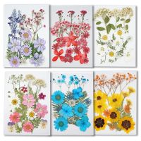 Natural Pressed Dried Flower Dry Plants For Epoxy Resin Decoration Nail Pendant Real Herbarium DIY Leaf Box Colorful Accessories