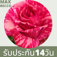 30 เมล็ด เมล็ดพันธุ์ กุหลาบ White Pink Rose Rose seed ดอกใหญ่ นำเข้าจากต่างประเทศ พร้อมคู่มือ เมล็ดสดใหม่