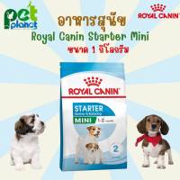 [ 1kg. ] อาหารสุนัข Royal Canin Starter Mini โรยัลคานิน อาหารสำหรับ สุนัข ลูกสุนัข หมา ลูกหมา ช่วงแรกเกิด ขนมสุนัข