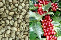 20 เมล็ด เมล็ดกาแฟ อราบิก้า (Arabica) เมล็ดพันธุ์กาแฟ จาก ดอยช้าง อัตรางอกสูง 70-80 %