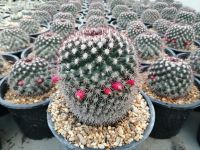 ?? แมมมิราริสหนามแดง ??  แมมหนามพิกุล Mammillaria mammillaris  4-5 ซม. ต้นกระบองเพชร ต้นแคคตัส (แคคตัส กระบองเพชร)