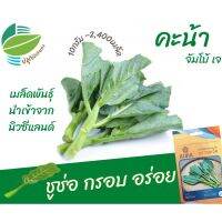 เมล็ด คะน้า 2,400 เมล็ด (Chinese Kale) คะน้า จัมโบ เจ นำเข้าจากประเทศนิวซีแลนด์