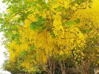 ขายถูก 120 เมล็ด เมล็ดราชพฤกษ์ Indian Laburnum คูน ต้นคูน ต้นไม้ของพระราชา ต้นไม้ประจำชาติไทย สัญลักษณ์ของประเทศไทย ดอกไม้ประจำจังหวัด