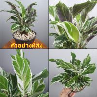 (1ต้น) ต้น คล้าราชภัฏ คล้าด่างขาว ต้นคล้าราชภัฏ    ต้นคล้าด่างขาว White Fusion Peacock Calathea Snow White Calathea hybrid ไม้ฟอกอากาศ