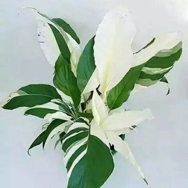 tanaman hias peace lily varigata / tanaman hias sepatu filum varigata