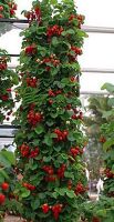 ขายส่ง 100 เมล็ด เมล็ดสตรอเบอรี่เลื้อย Climbing Strawberries สตรอเบอรี่เลื้อย ตระกูลเบอรี่ Berries ผลไม้ สตรอเบอรี่ strawberry พืชล้มลุก ผลไม้เมืองหนาว