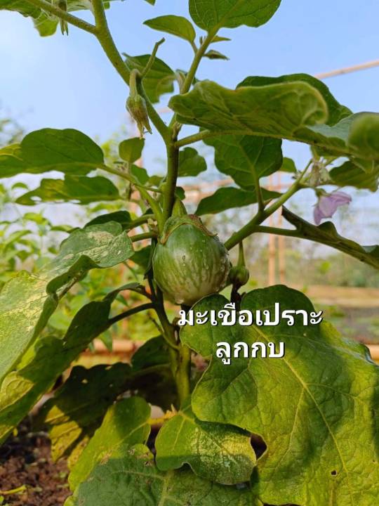 มะเขือเปราะลูกกบ-เมล็ดพันธุ์มะเขือเปราะลูกกบ-egg-plant-seeds-ลำต้นแข็งแรง-ทรงพุ่มสูง-แตกกิ่งแขนงได้ดี-บรรจุ-10-เมล็ด-มะเขือ