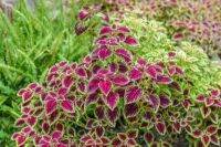 50 เมล็ด เมล็ดพันธุ์ ฤาษีผสม Coleus Seed อัตราการงอก 80-90% มีคู่มือปลูก