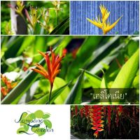 ?ต้น เฮลิโคเนีย Heliconia ไม้คลุมดิน ไม้กระถาง แต่งสวน?