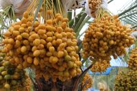 เมล็ดอินทผลัม Date Palm  HASSAWI ฮัสซาวี่ 10 เมล็ดแท้จากต้นเพาะเนื้อเยื่อ