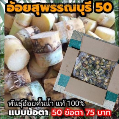 HOT** พันธุ์อ้อยสุพรรณบุรี 50 (ชุด 50ข้อตา และ 150 ข้อตา) สายพันธุ์อ้อยคั้นน้ำแท้ 100% ส่งด่วน พรรณ ไม้ น้ำ พรรณ ไม้ ทุก ชนิด พรรณ ไม้ น้ำ สวยงาม พรรณ ไม้ มงคล