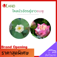 Uland ไหลบัวฉัตรคู่ขาวชมพู ไหลบัว บัวฉัตรชมพู บัวฉัตรขาว หลดบัว บัวฉัตร ดอกบัวชมพู บัวหลวง