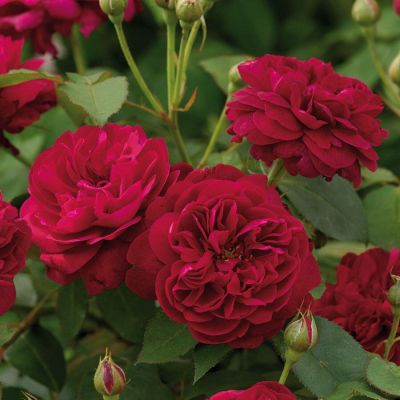 30 เมล็ด เมล็ดพันธุ์ Darcey Bussell สายพันธุ์อังกฤษ ดอกกุหลาบ นำเข้าจากอังกฤษ ดอกใหญ่ พร้อมคู่มือปลูก English Rose seed