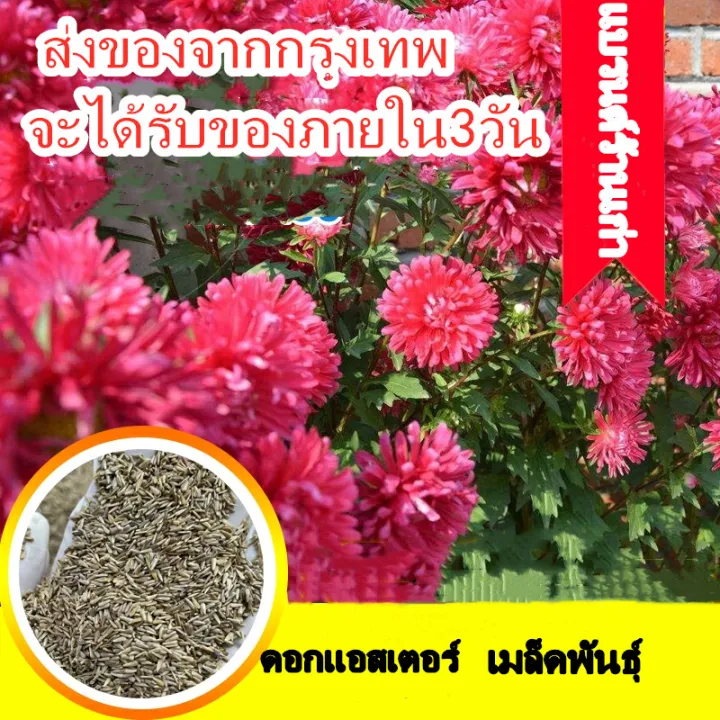 ส่งของจากกรุงเทพ เมล็ดพันธุ์ ดอกแอสเตอร์คละสี (Powder Puff Aster Flower