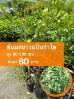 ต้นมะนาวแป้นรำไพ ต้นละ 80 บาท  (ชุด 10 ต้น)
