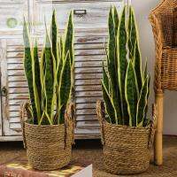 AVENXIAN ใบไม้ปลอมประดิษฐ์ทำมือในร่มกลางแจ้งดอกไม้ตกแต่งบ้านเทียม Sansevieria