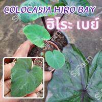1 ต้น โคโลคาเซีย ฮิโระเบย์ Colocasia Hilo bay ปลูกได้ทั้งแบบบนดินและในน้ำ? จัดส่งแบบยกกระถาง สินค้าพร้อมส่ง