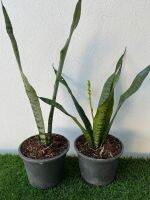 ต้นลิ้นมังกร ใบสีเขียว กระถาง 6 นิ้ว เซท 2 กระุถาง (Set of 2 pots of snake plants - green color)