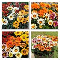 เมล็ดพันธุ์ ดอกกาซาเนีย คละสี (Gazania Flower Mix Seed) บรรจุ 20 เมล็ด