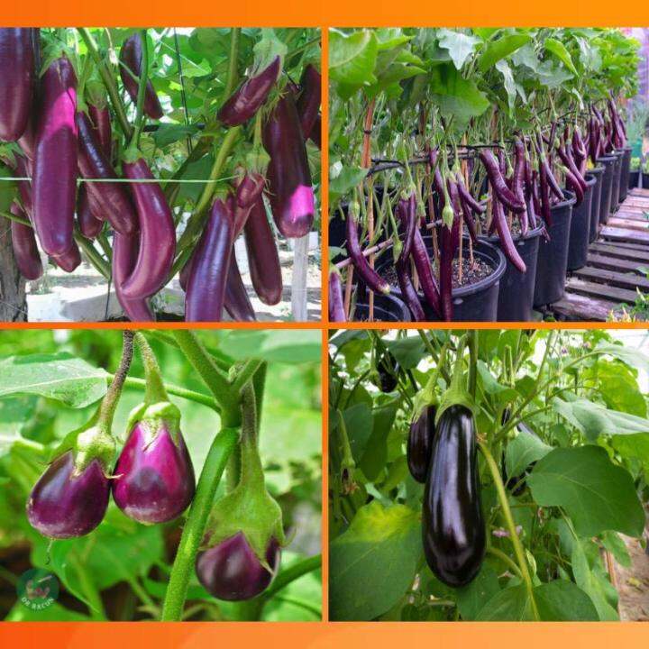 Racun kawalan perosak tanaman terung eggplant (kutu trip, cacing ...