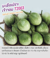 เมล็ดพันธุ์ มะเขือเปราะ มะเขือเจ้าพระยา มะเขือ - Eggplant Chao-chom  ตราดอกแตง เมล็ดพันธุ์คุณภาพ